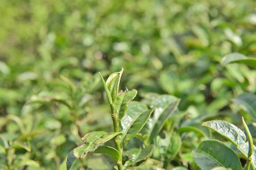 昔日供销大茶山 今日有机好茶园