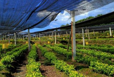 茶叶种植技术:茶园的施肥技术要点大全