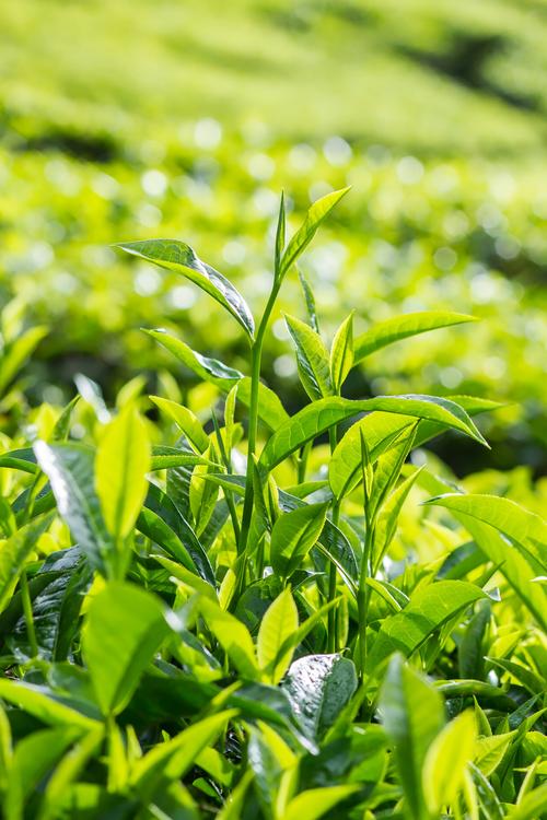金马伦高原马来西亚的茶叶种植园茶文化
