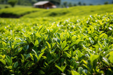 人工种植的绿色茶叶