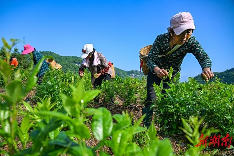 4月27日,张家界市武陵源区金杜村莓茶种植基地,茶农在采摘鲜叶