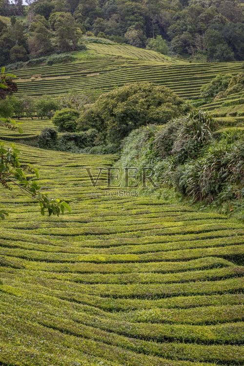 亚速尔群岛的茶叶种植照片摄影图片