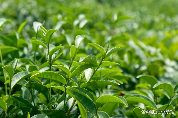 茶叶优质种植管理技术,做好以下各方面工作,提升茶叶产量和品质