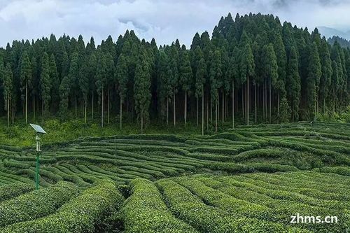 中国茶叶种植分布是什么样子