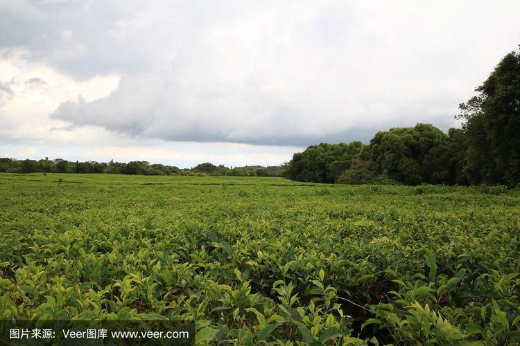 茶叶种植园在毛里求斯,印度洋,非洲