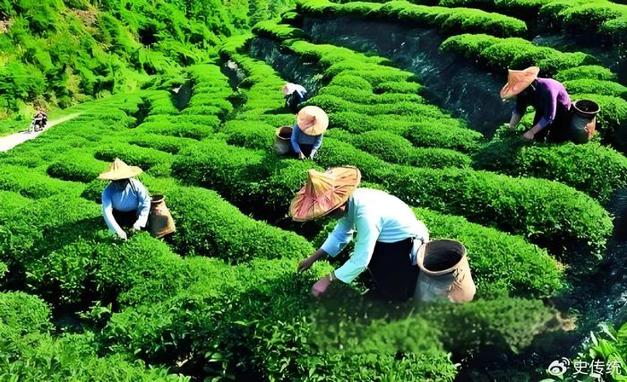 中国茶叶种植与加工行业投资策略建议