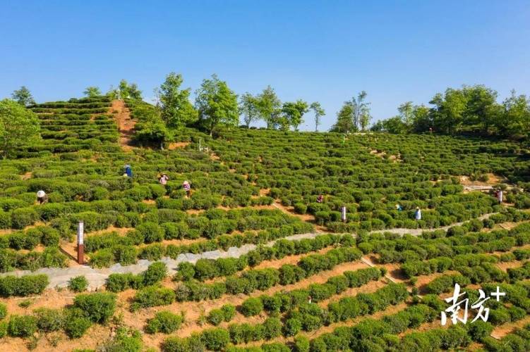 河源东源上莞镇 做大做强特色农业，茶叶种植助力乡村振兴