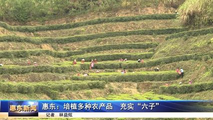 惠东:培植多种农产品 充实"六子"