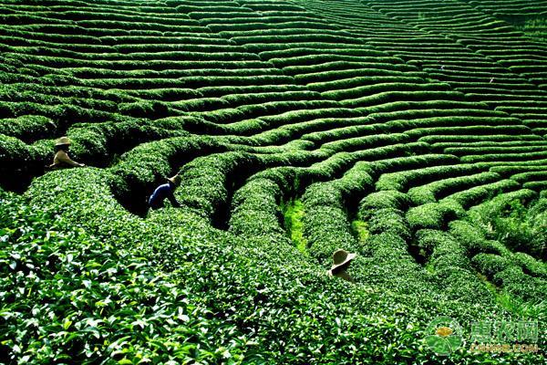茶叶种植的市场前景与经济效益深度分析
