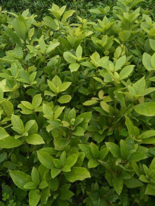 雅安市名山区超众苗木种植农民专业合作社茶叶种植服务介绍