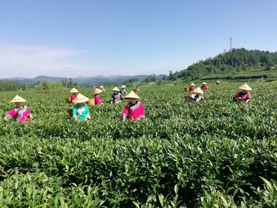 绿色黄金济沧海 黄金茶香飘世界——2021湖南茶叶乡村振兴“十大重点县”花垣县茶叶种植纪实