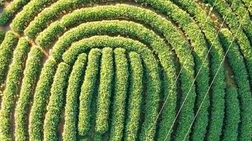 在云南普洱,农民把茶园种茶种出别样的乡村风光,实在是太美了
