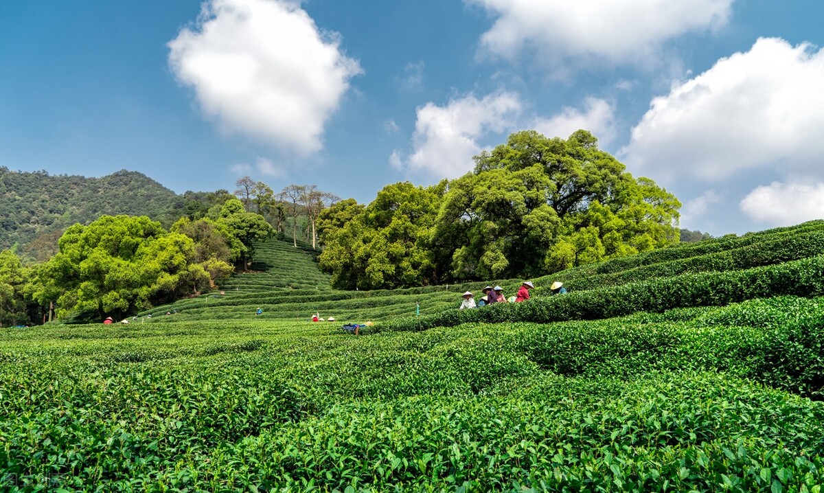 茶园采茶叶 - 2020年最新商品信息聚合与茶叶种植全攻略